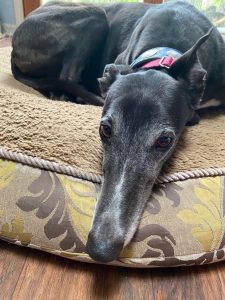 The face of a black dog lying on a bed, looking comfortable and relaxed