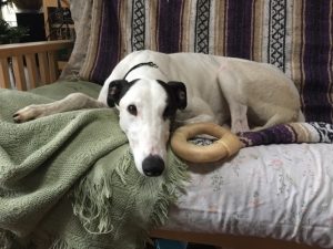 A white dog lying on a bed, looking peaceful